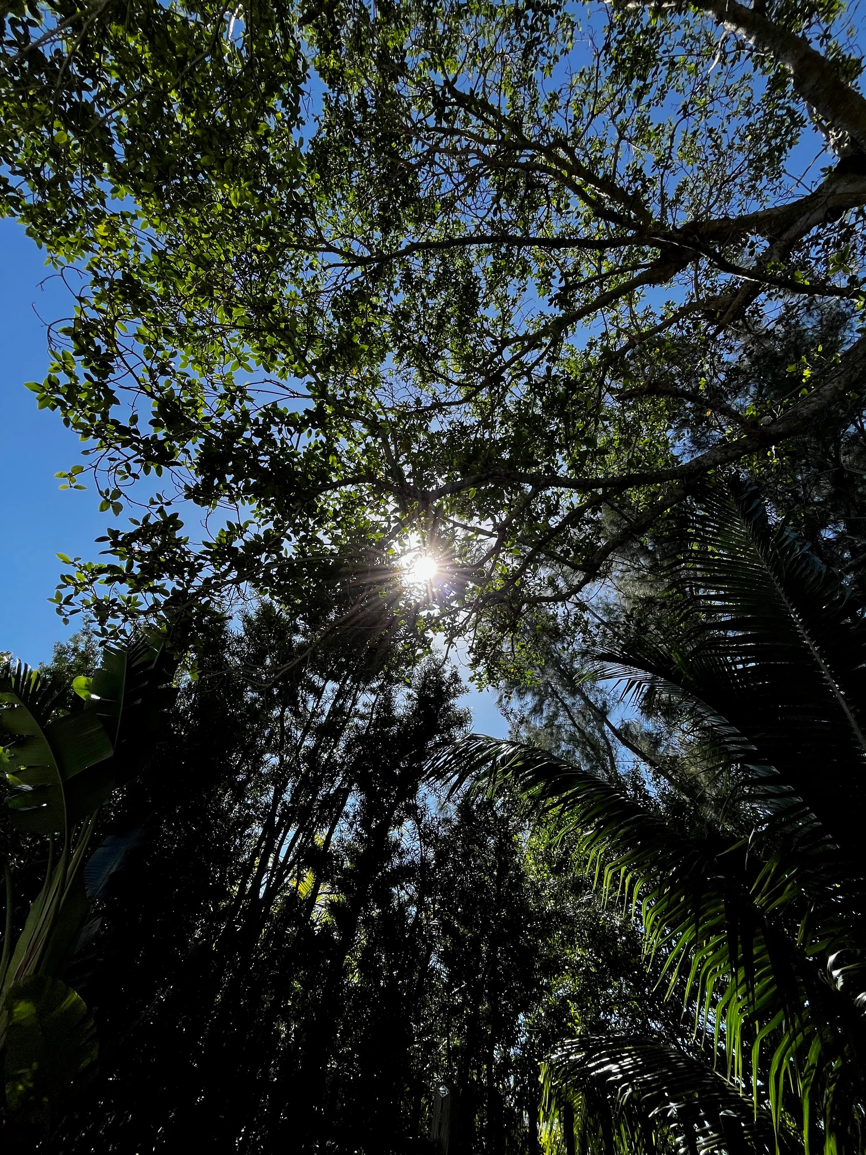 sunlight through trees